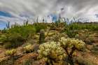 Typical scene in the Sonoran Desert of southern Arizona. Art Print